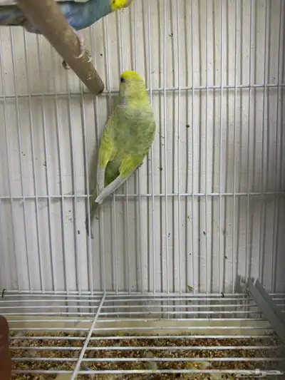 بادجي رينبو index