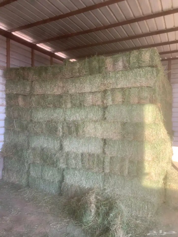 برسيم صافي لبيع عدد 400 2