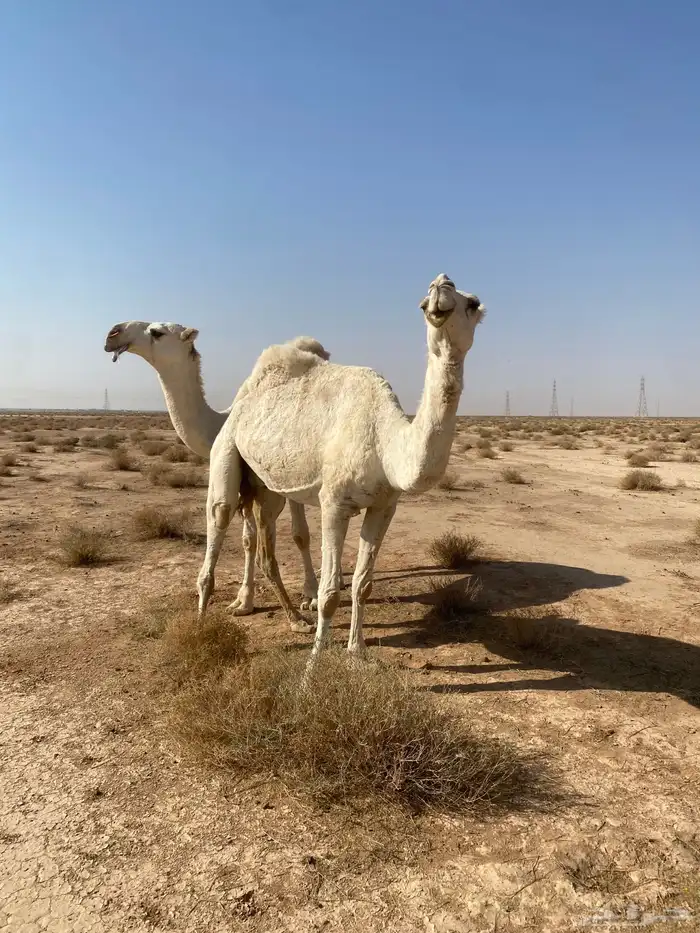 للبيع الناقه 1