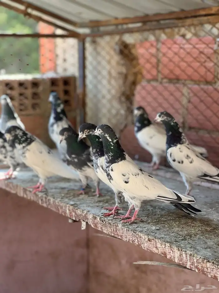 حمام بكستاني تيدي(تم البيع ) 7