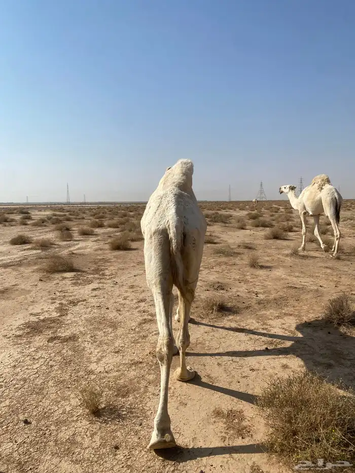 للبيع الناقه 2