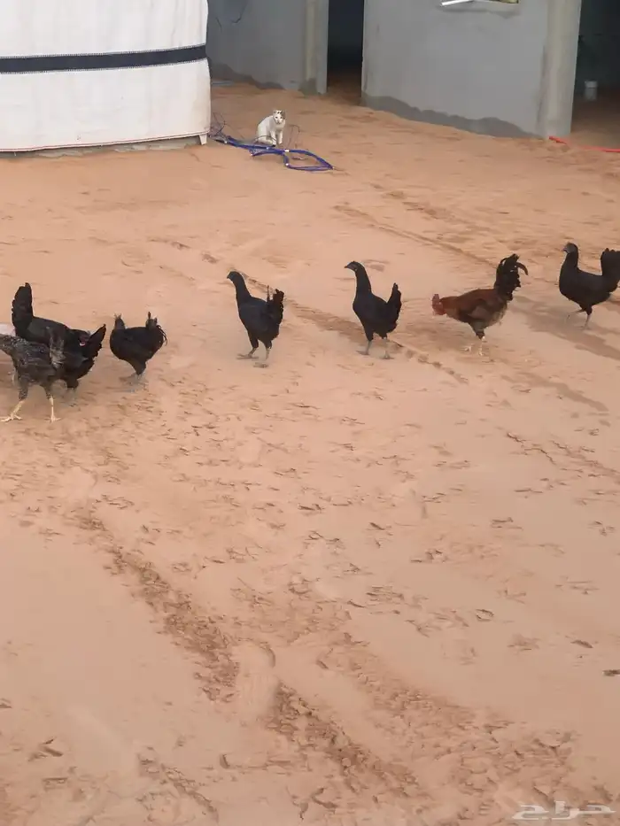 دجاج هجين تركي 0