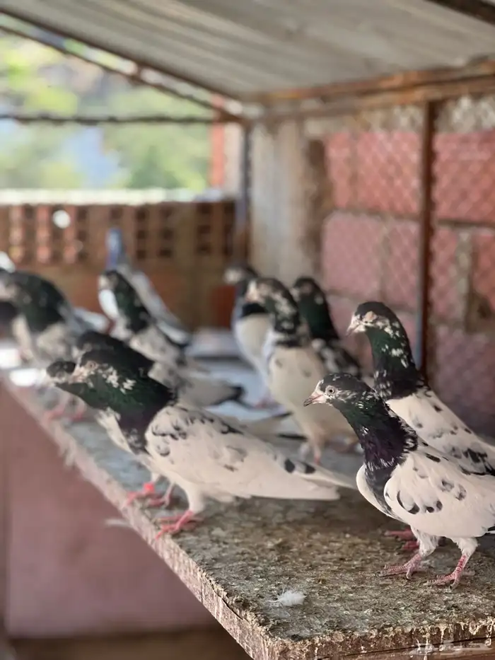 حمام بكستاني تيدي(تم البيع ) 0