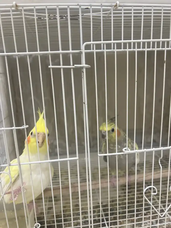 عدد 14 طير كروان للبيع جميع مع اقفاصهم و اكلهم و البياضات 3