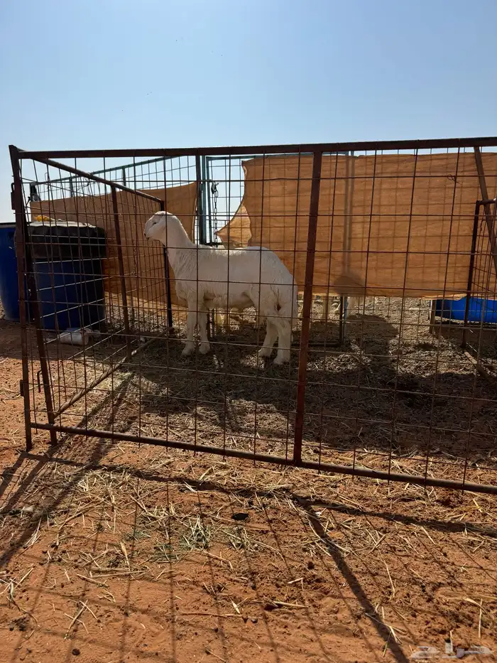 خرفان حبص العدد 8 1