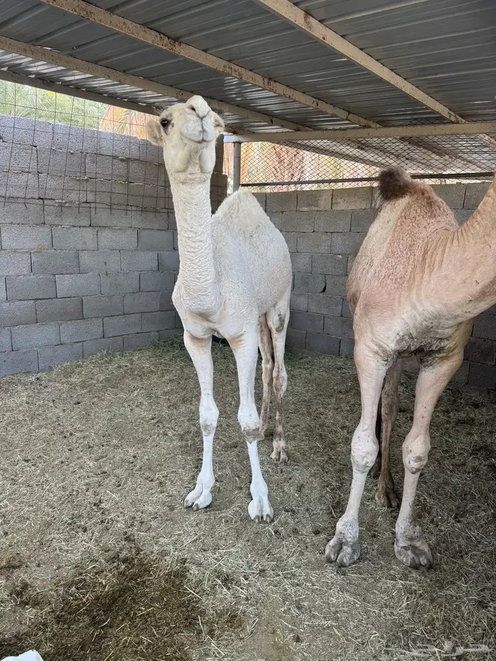 قعدان طيبه 4