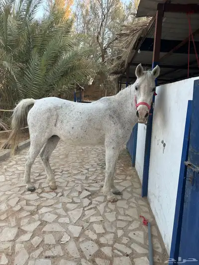 فرس شعبيه index