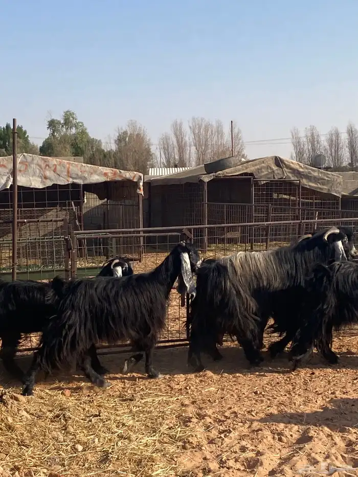 معزاء مقاني حلوه 1