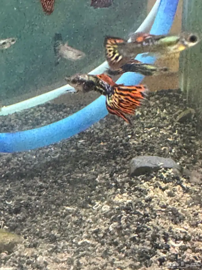 سمك زينة جوبي نوادر 4