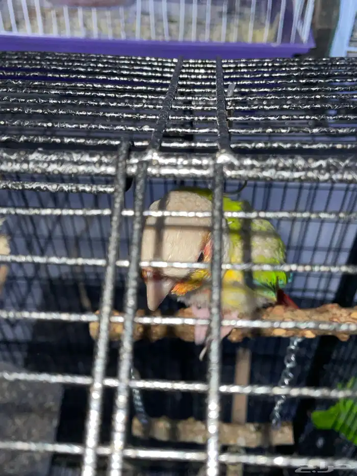 كنيور اناناس 2