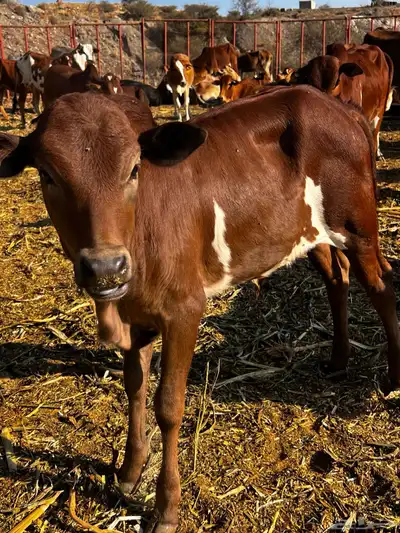 حسيل للبيع وحسيلة index