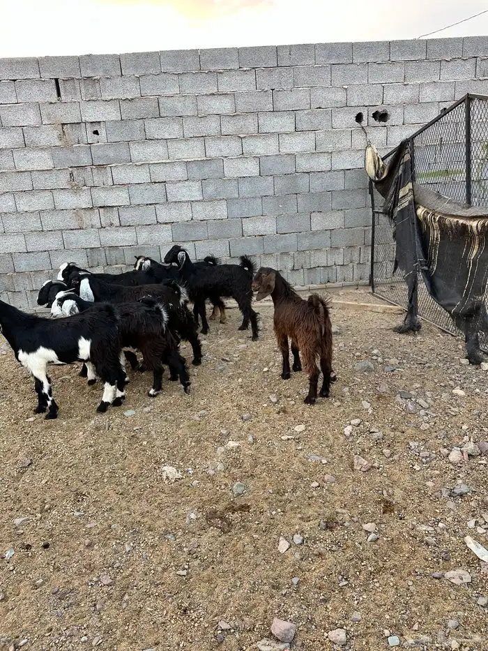 ذبائح الأكحل 21