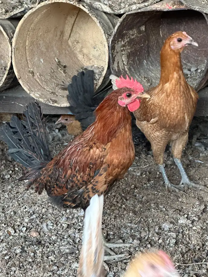 دجاج فيومي اورنج 5