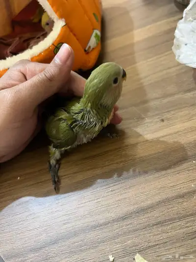 فروخ ببغاء روز index