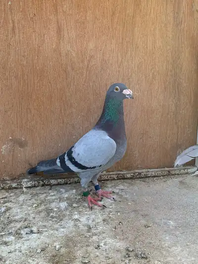 للبيع حمام زاجل سباق قطري index