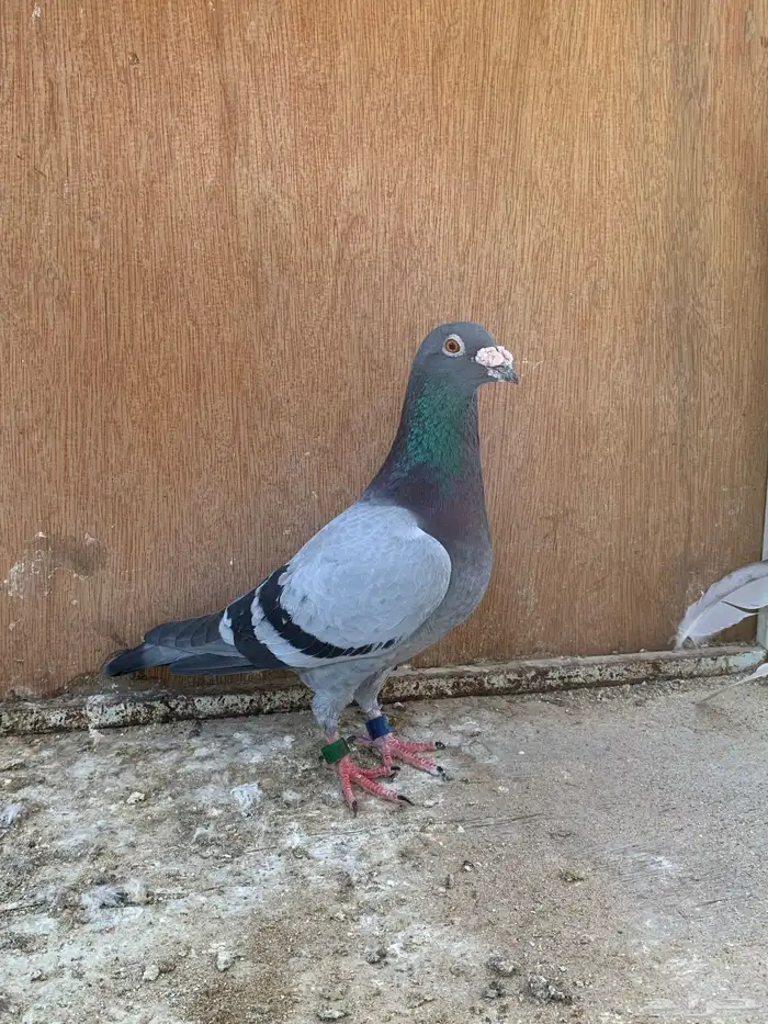 للبيع حمام زاجل سباق قطري 2