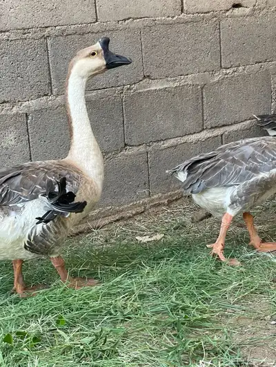 وز عراقي index