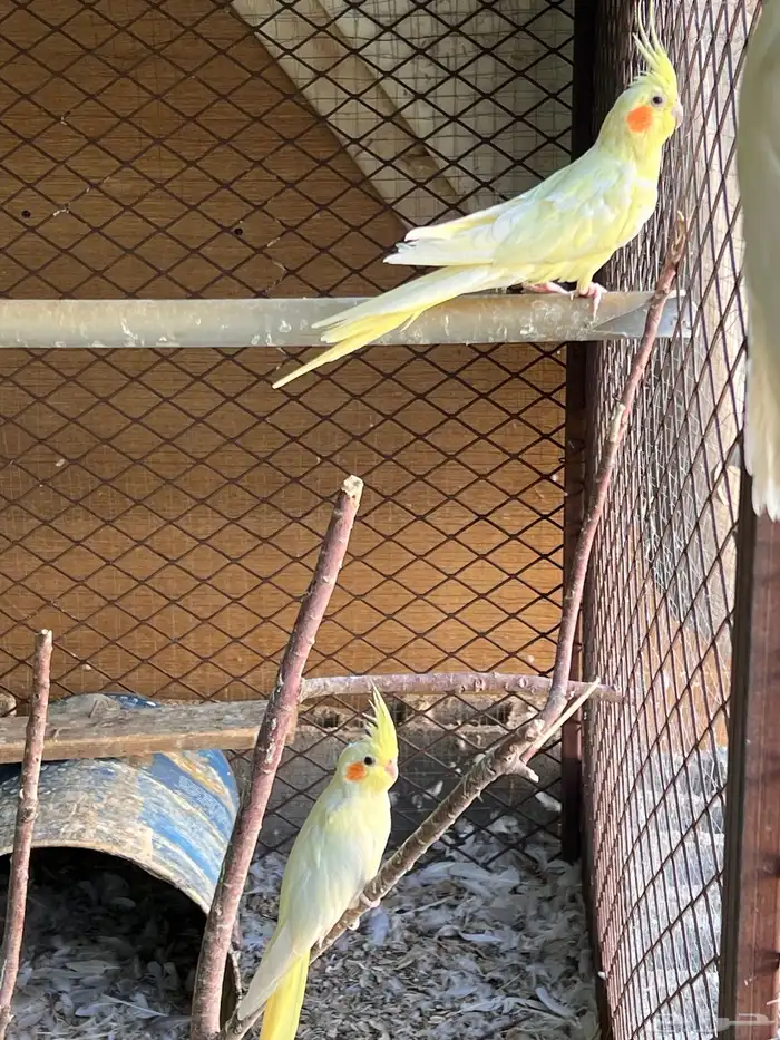 طيور مشكله للبيع 2