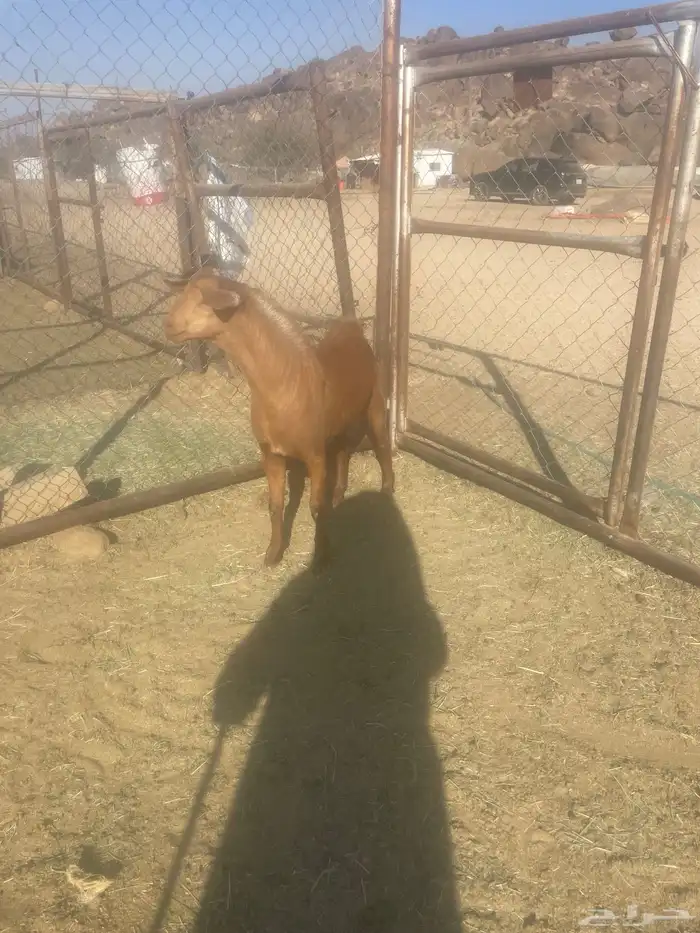 مشروع فحل للبيع 0