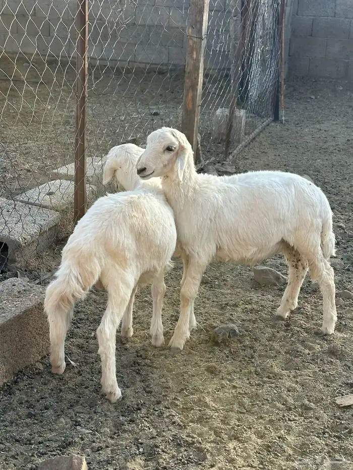 خروفين تربيه 1