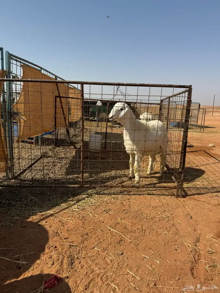 خرفان حبص العدد 8 4