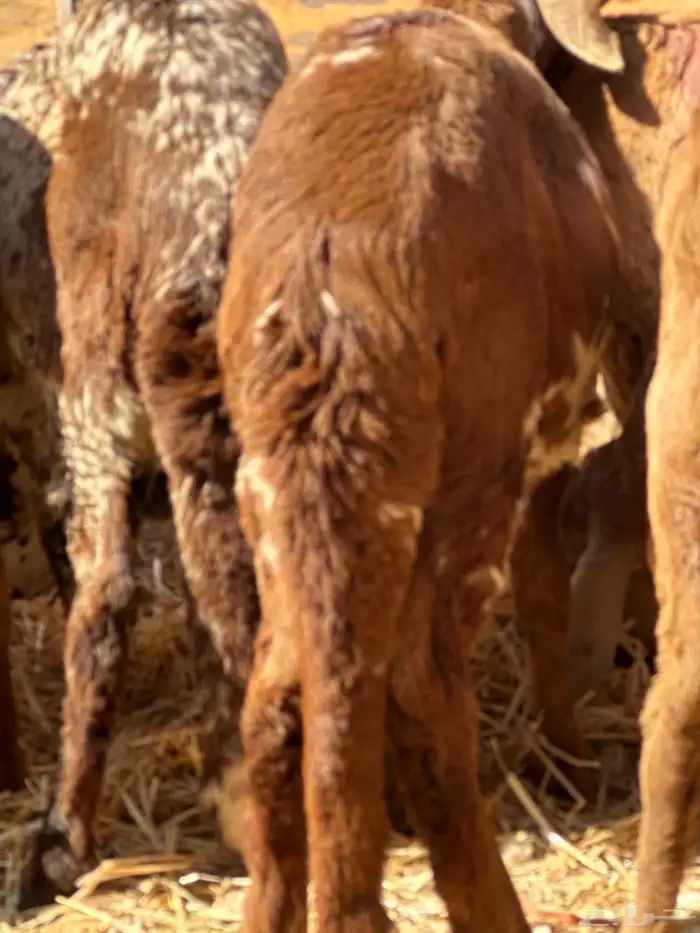 سواكنيات ورفيديات عمر 4 شهور مرابي 23