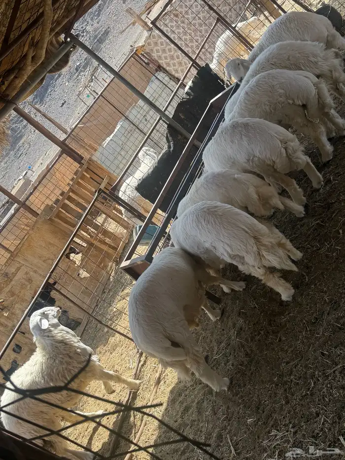 طليان. والتيوس ذبايح. 28