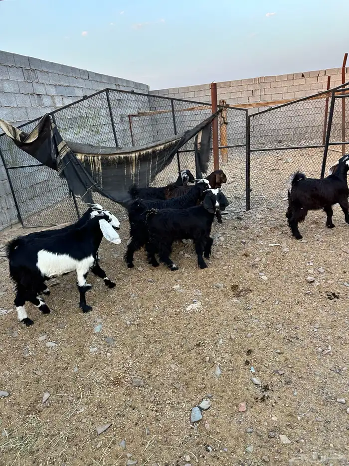 ذبائح الأكحل 16