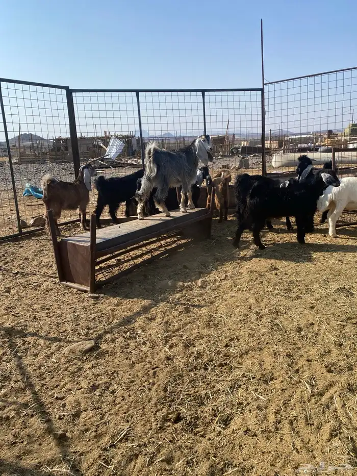 تيوس شحم شحم. ونظيفه. وبريه. العدد 13 فيها جفرتين 3