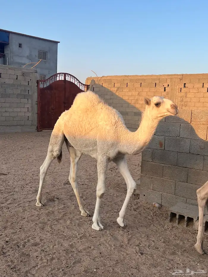 حشوان للبيع 4