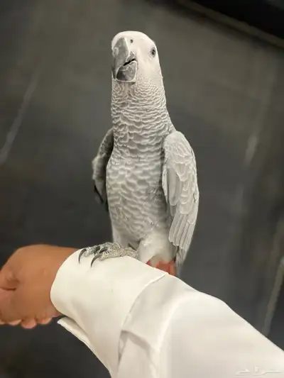 فرخ كاسكو ثلجي index