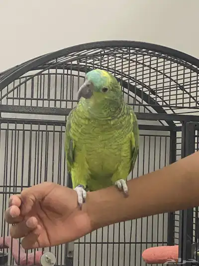 ببغاء بلوفرنتد أمازون اليف index