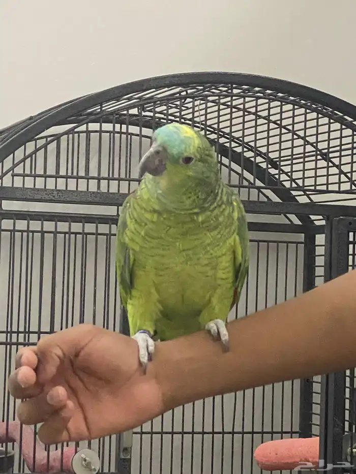 ببغاء بلوفرنتد أمازون اليف 0