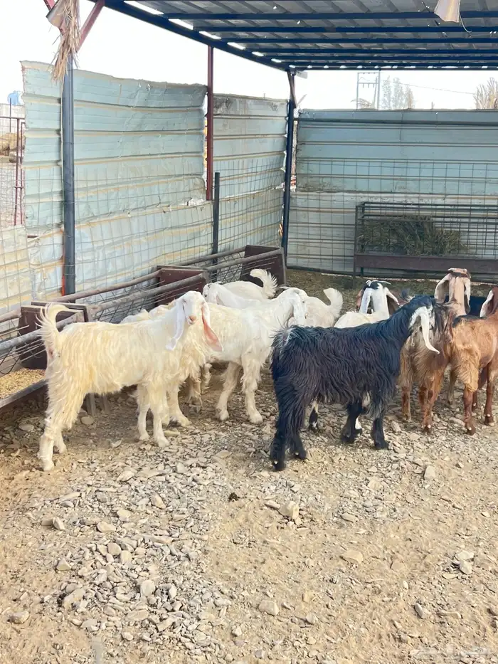 ذبايح للبيع 5