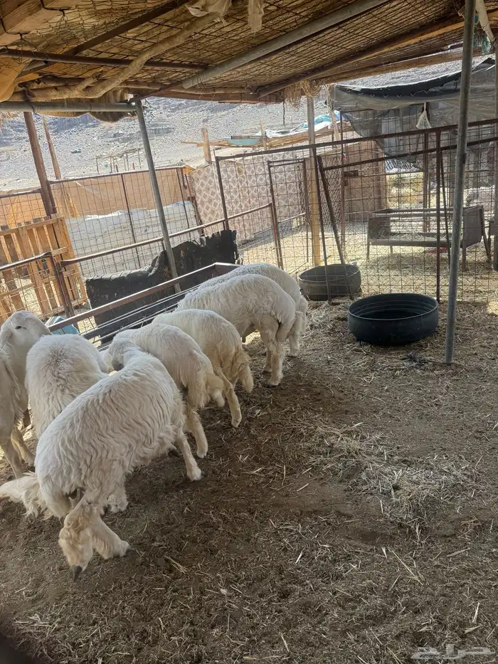 طليان. والتيوس ذبايح. 34