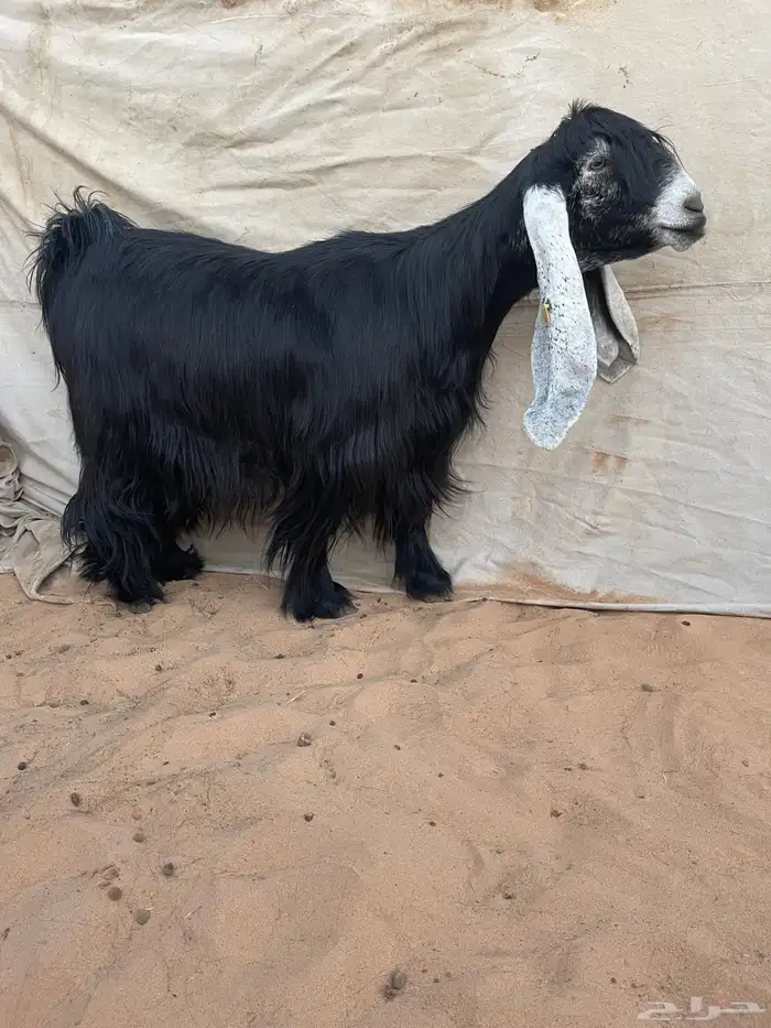 عرض بيع معزاء عوارض صنف 0