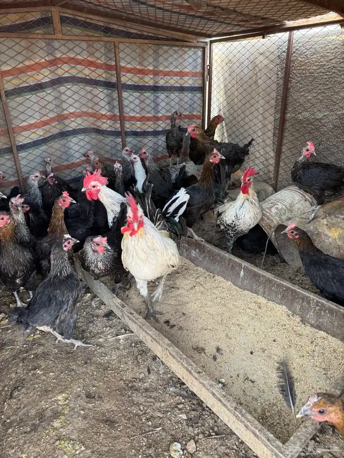 دجاج للبيع 73 حبه 6