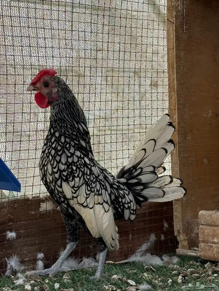 للبيع ديكين سبرايت مستوى قوي نقشه وحجم الكف وجناح طايح 1