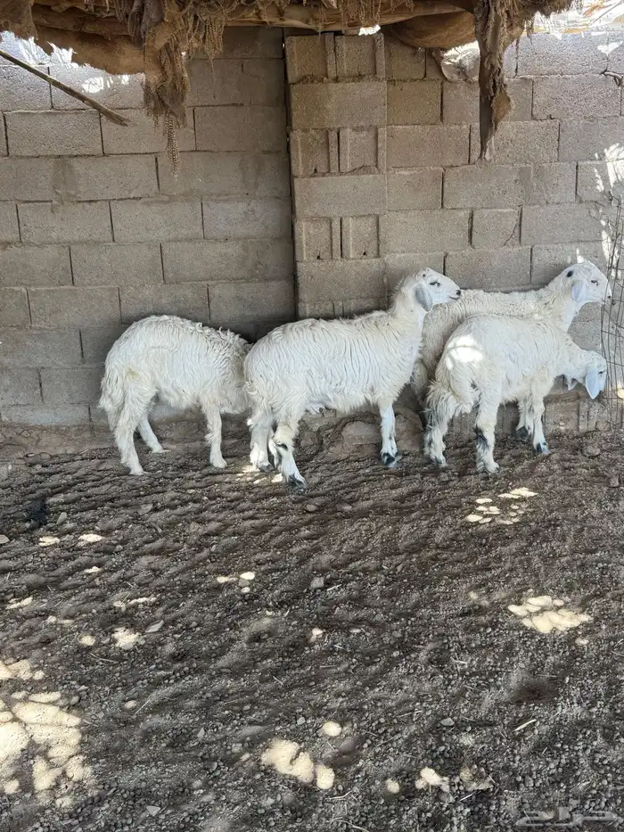 طليان فل الفل شحم من انتاج مراحي 10