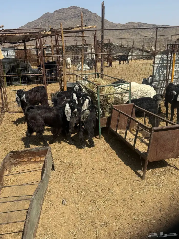 طليان. والتيوس ذبايح. 23