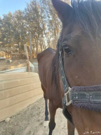 فارس شعبيه index