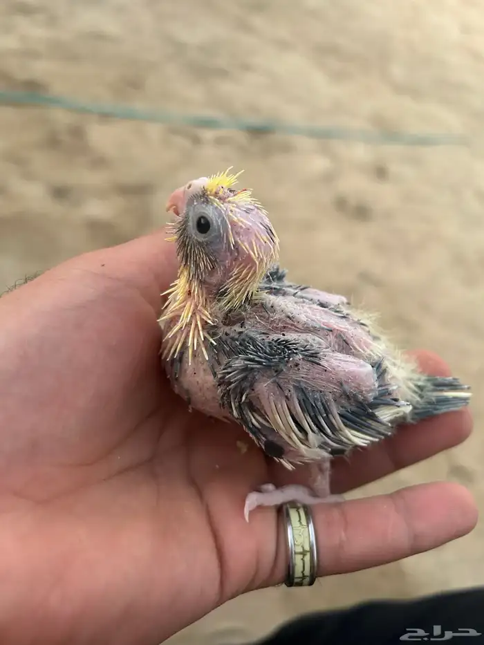 طيور كوكتيل كروان 0