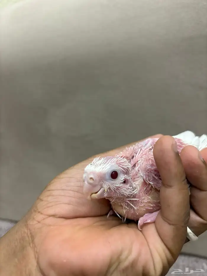 فروخ كروان البينو و لاتينو 9