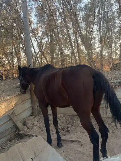 فارس شعبيه index