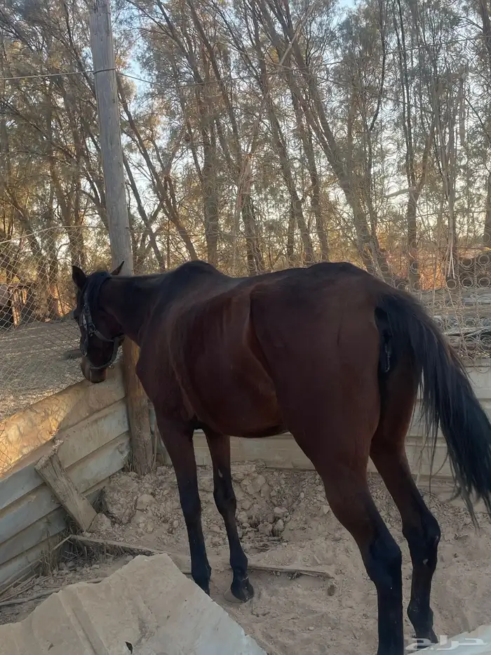 فارس شعبيه 1