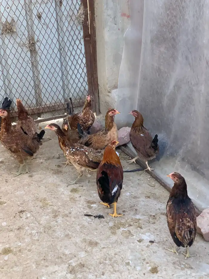 دجاج بلدي اصيل فري وماكنتوش( تم البيع. ) 1