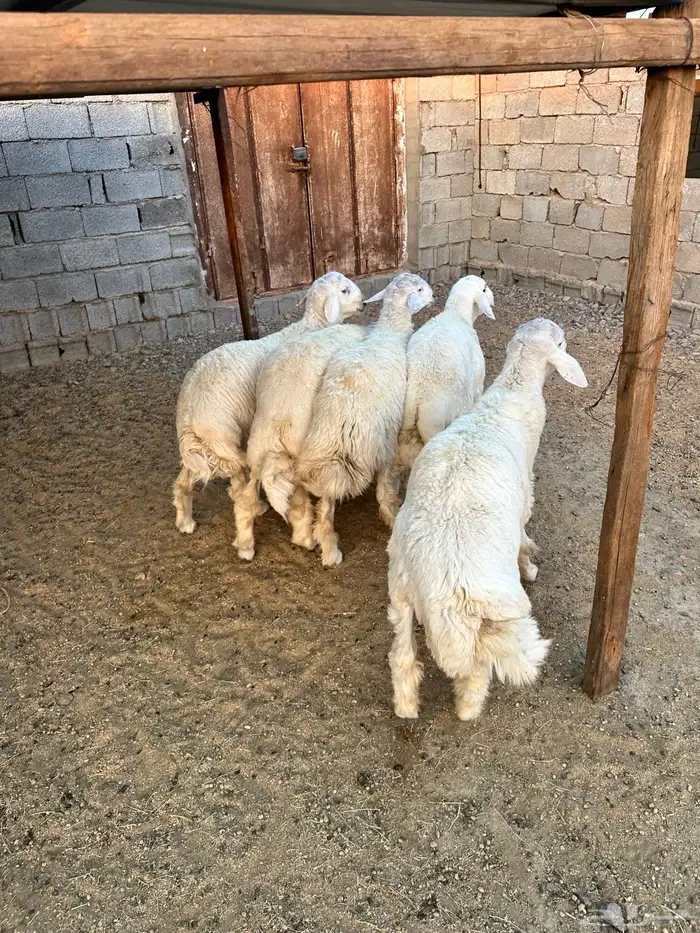 ذبائح الأكحل 7