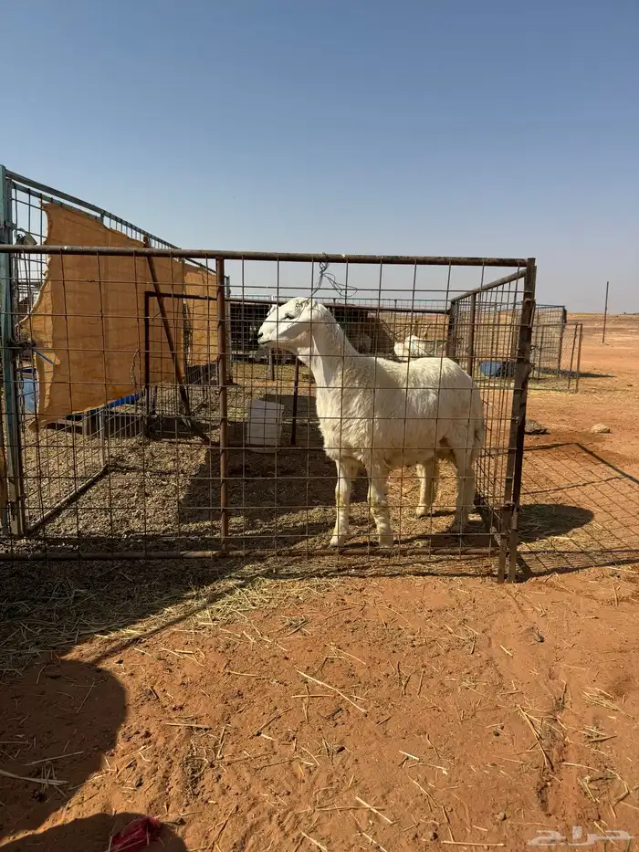 خرفان حبص العدد 8 5