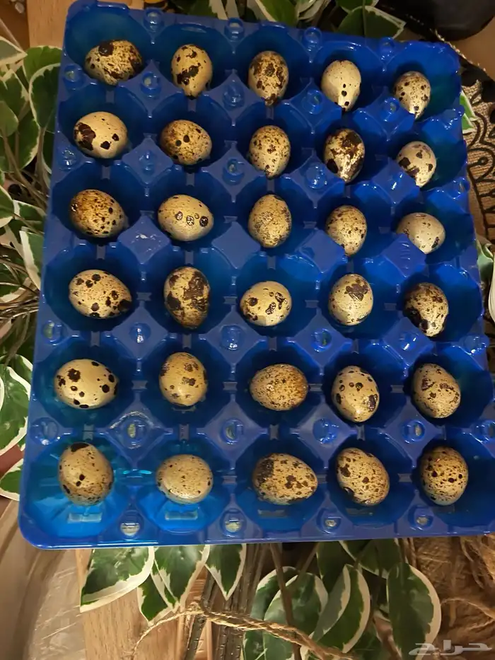 طبق بيض سمان تكساس مخصب جاهز تجميع كم يوم 0