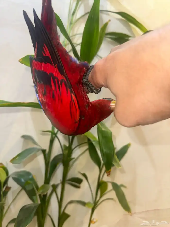 لوري رد صافي هدد مجنون بداية كلام 1